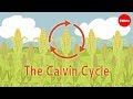 Understanding Photosynthesis and the Calvin Cycle