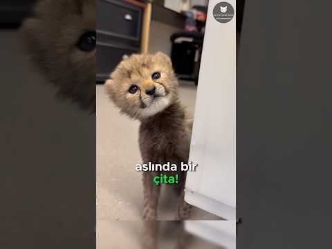 Çitaların Ev Kedisinden Farkı Yok! 🐆🐱🥺