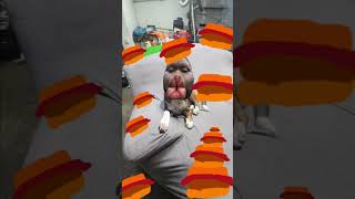 guys my dog keeps Requesting BBQ bacon, burgers what should I do??