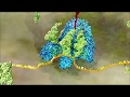 Molecular Biology Concepts and Processes