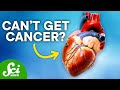 Understanding Cancer and Heart Cancer