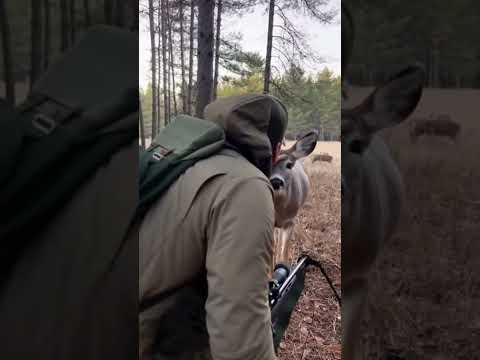 The hunter doesn't want to shoot the deer, the deer wants to get to know the person better.