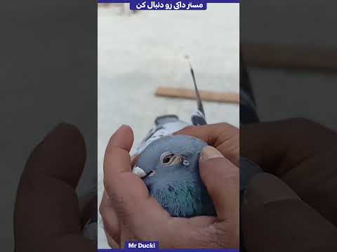 صاحب این کبوتر متوجه یچیز وحشتناک در چشم کبوتر شد😮😥#shorts #farsi #فارسی