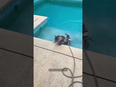 The cat who doesn’t like water #cats #funntcats #funnyanimal #catshorts