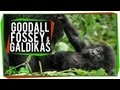 Challenges and Discoveries in Primatology