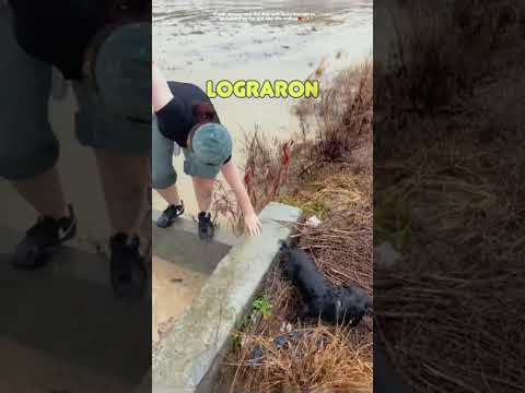 Rescate a Perro Negro