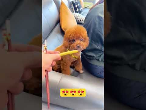 food is life dogie Dina Muna titingin๐