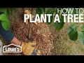 Tree Planting Best Practices