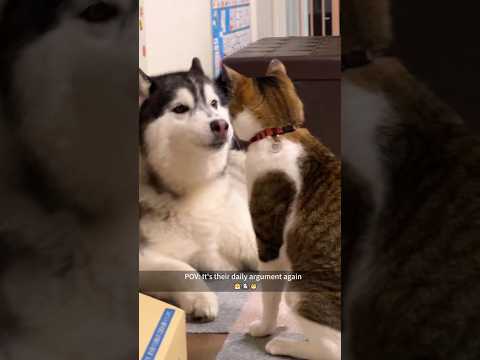 I swear they’re best friends 😂🐾#CatAndDog #BestFriends #PetLove #FunnyPets #WholesomePets