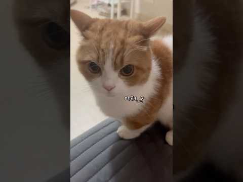 얘 진짜 사람말 알아듣는 거 같아요