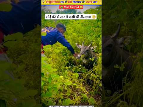 ऐल्युमिनियम तार में फंसे नीलगाय की बचाई जान 🥹😱 #shortvideo