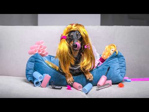 A man with a plan! Cute & funny dachshund dog video!