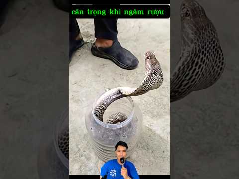 Ngâm rượu rắn hổ mang khi còn sống #snake