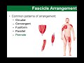 Muscle Fiber Arrangements and Functions