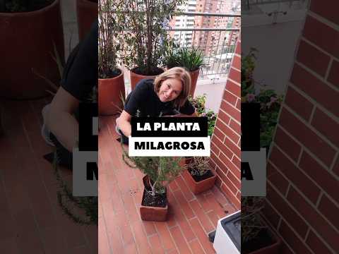 LA PLANTA MILAGROSA