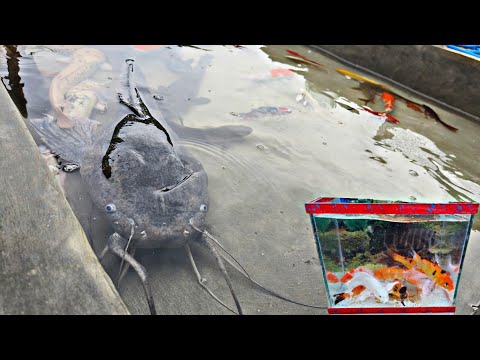 Catching giant catfish in the rice fields, ornamental fish, koi fish, betta fish, turtles, lobsters