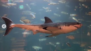 Weißer Hai im Aquarium??? Wer kommt mit???