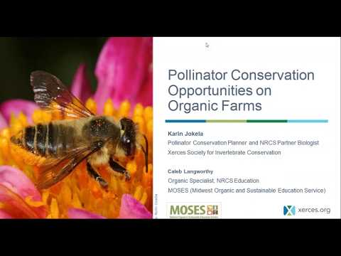Establishing Pollinator Habitats on Organic Farms