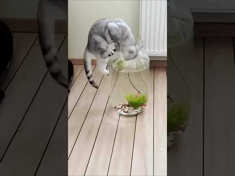 Funniest kitten moments 😂 Funny cats and dogs videos 😺🐶 part 0172
