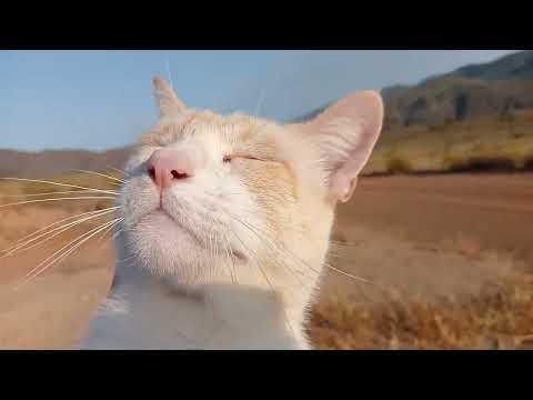 Os cuento novedades mientras damos un paseo