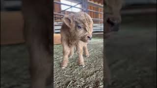 Best Funny Animal Videos 2023 - Funniest Dogs And Cats Videos 😅 😇 Cute Animal video😍 Cute Animals