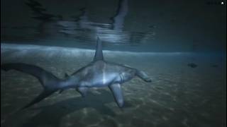 Devenir requin marteau