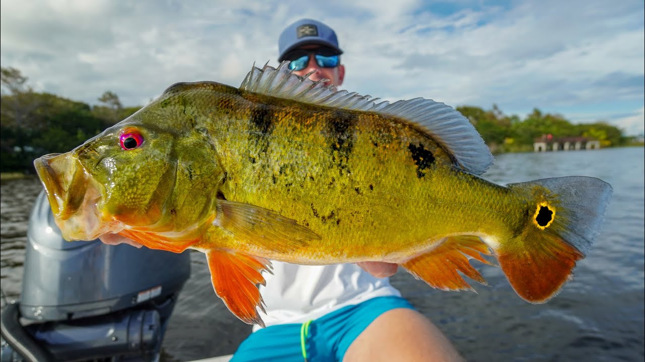 Big INVASIVE Peacock Bass (Catch Clean Cook)