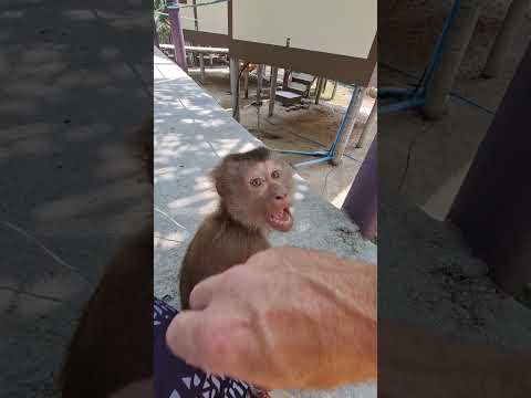 Monkeys NUTS! #monkey #babymonkey #funnymonkey #macaque #funnyanimals