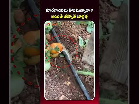 కూరగాయలు కొంటున్నారా అయితే తస్మాత్ జాగ్రత్త #snakebite #tomato #trendingshorts #viralshorts #shorts