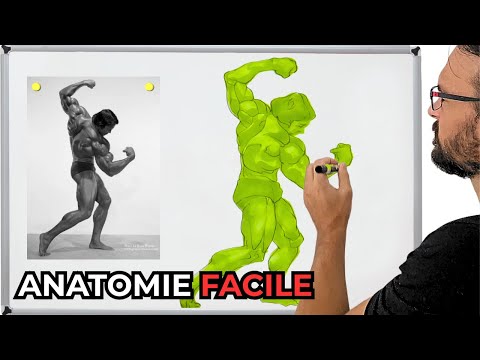 COMMENT BIEN ÉTUDIER ET DESSINER L'ANATOMIE