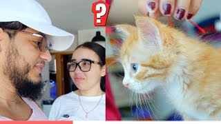 CREIAMOS HABER ADOPTADO UNA GATITA