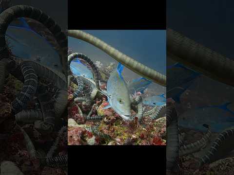 Wait—Did That Snake Just Team Up with a Fish?! #video #wildlife #animals #shorts