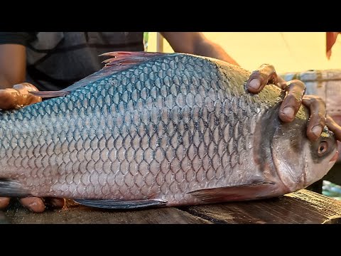 Cutting & Fishing withFM is live
