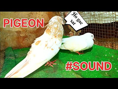 PIGEON SOUND EFFECT 🕊️❤️|| MALE PIGEON SUPER PERFORMANCE || golden rampuri pigeon 🥰👍