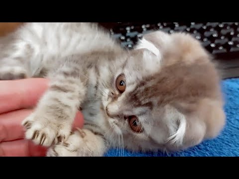 🐱Мурчащий котик!