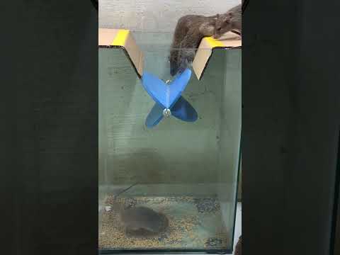 The best Mouse trap/Best mouse trap idea #trap#mouse#rattrap#shorts