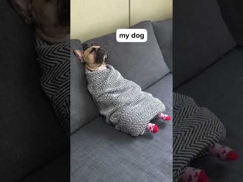 My Dog VS Other Dogs