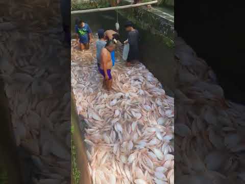 Bulan puasa panen ikan nila 1,4ton #ikannila #shorts