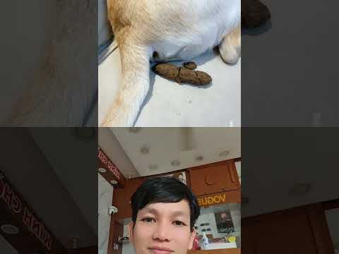tình ngay lý gian #shortvideo