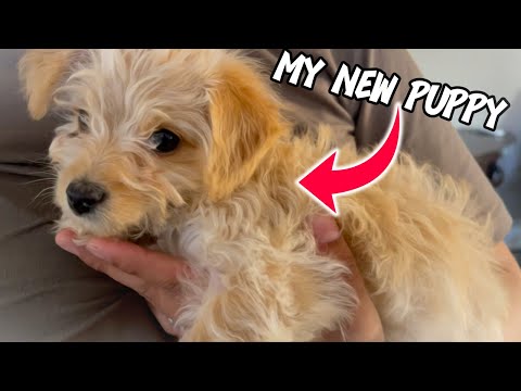 The Lost Vlog of Malachichi Part 2