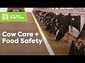 Dairy Farming and Milk Processing