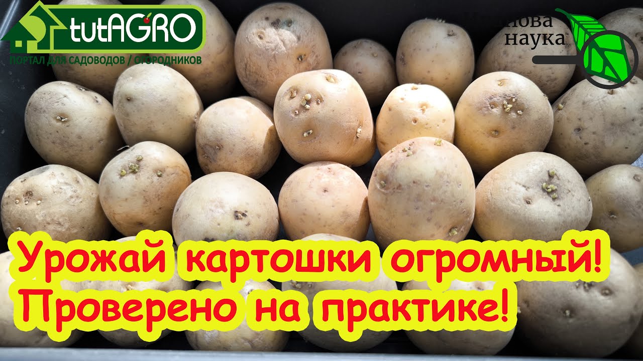 Правила проращивания клубней картофеля: урожай картошки в 3 раза больше - проверено на практике!