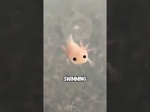 Axolotl #animals #cuteanimal #pets