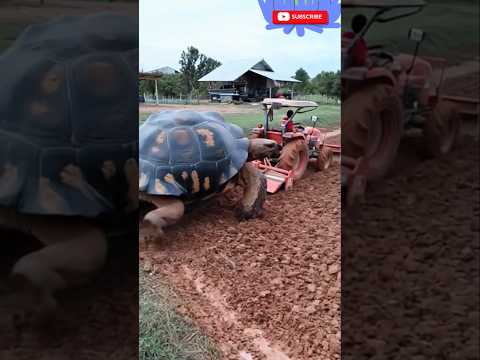 พี่เต่าเดินตามรถไถ 😱😱😱 #funny #subscribe #youtubeshorts #shortvideo #กดติดตาม #สนุก #shorts #ขำๆ