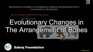 Evolutionary Changes in The Arrangement of Bones
