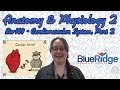 Blood Circulation and Physiology Concepts