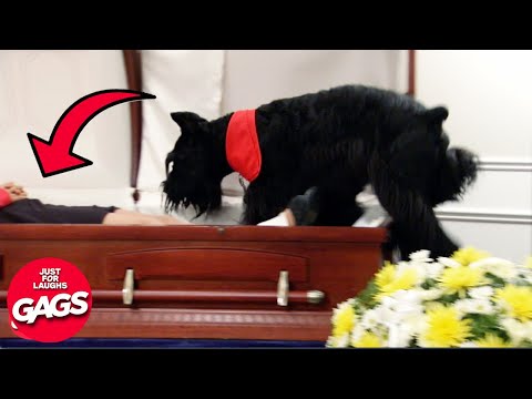 Dog Cries At Owner's Funeral **EMOTIONAL** | Just For Laughs Gags