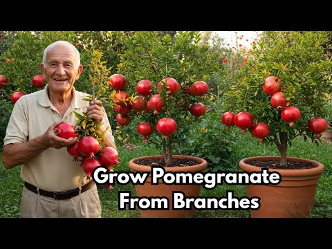 Seniors, Don’t Throw the Branch! Use This Trick to Grow Pomegranate at Home!