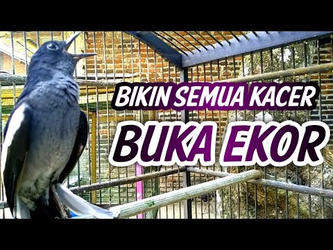 KACER BETINA GACOR JOS BIKIN SEMUA KACER BUKA EKOR !! PANCINGAN KACER GACOR BETINA.