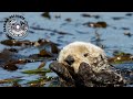 Sea Otters and Kelp Forests